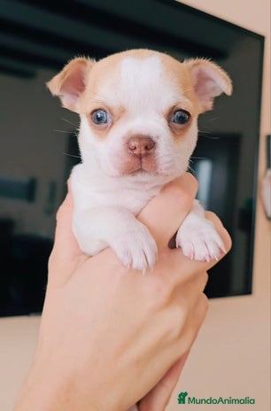 Chihuahua perros Chihuahua miniatura - Anuncio 2