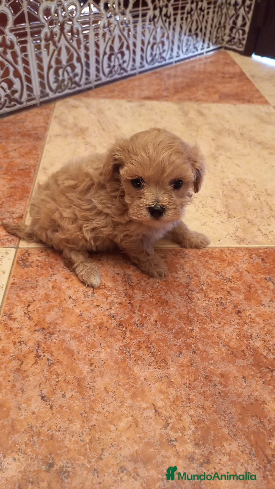 Caniche Toy perros PRECIOSOS CANICHE  ROJO LINEA ASIÁTICO  - Anuncio 1
