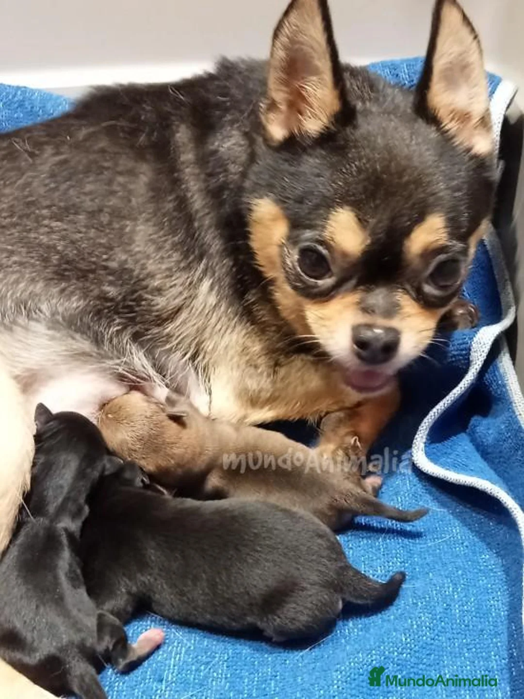 Imagen de galería {{count}}