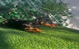 Teckel perros en venta: 🐶🌭¡Disponibles dos cachorros Teckel machos!🌭🐶 - Imagen 6