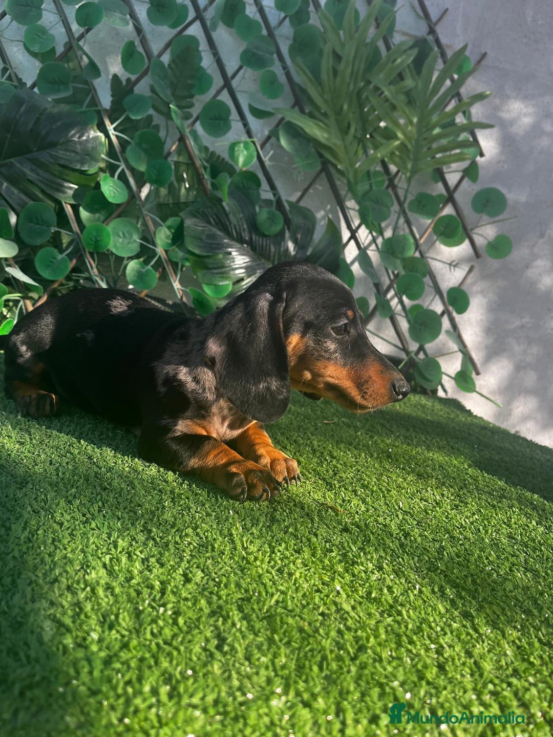 Teckel perros en venta: 🐶🌭¡Disponibles dos cachorros Teckel machos!🌭🐶 - Imagen 6