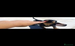 Teckel Miniatura perros en venta: Teckel miniatura - Imagen 2