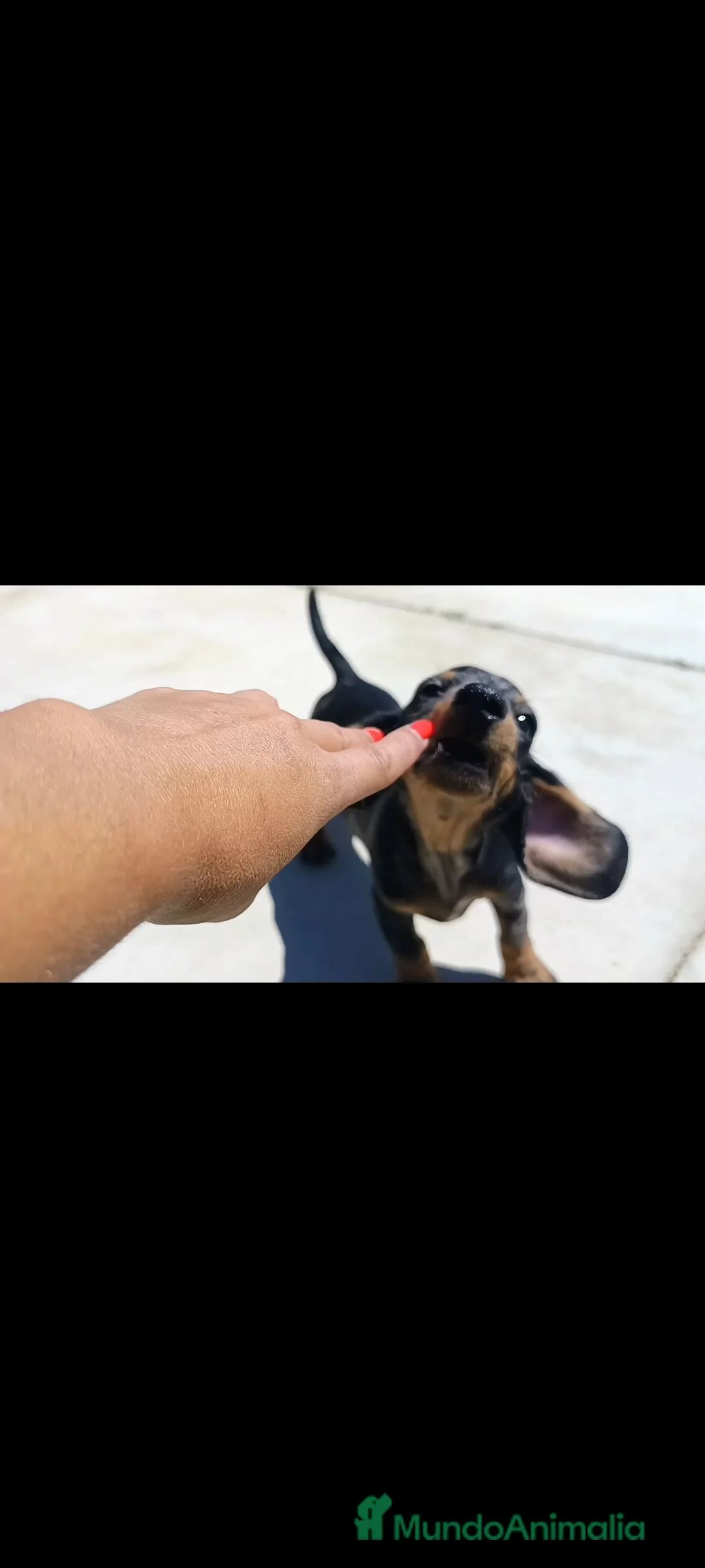 Teckel Miniatura perros en venta: Teckel miniatura - Anuncio 2