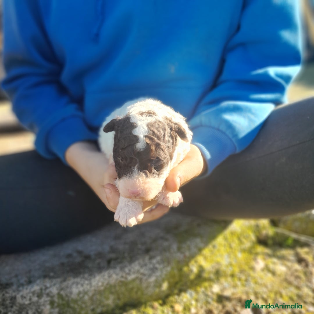 Perro de Agua Español perros en venta: PERRO DE AGUA ESPAÑOL - Anuncio 7