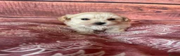 Maltipoo perros en venta: Maltipoo muy bonitos !!! - Anuncio 3
