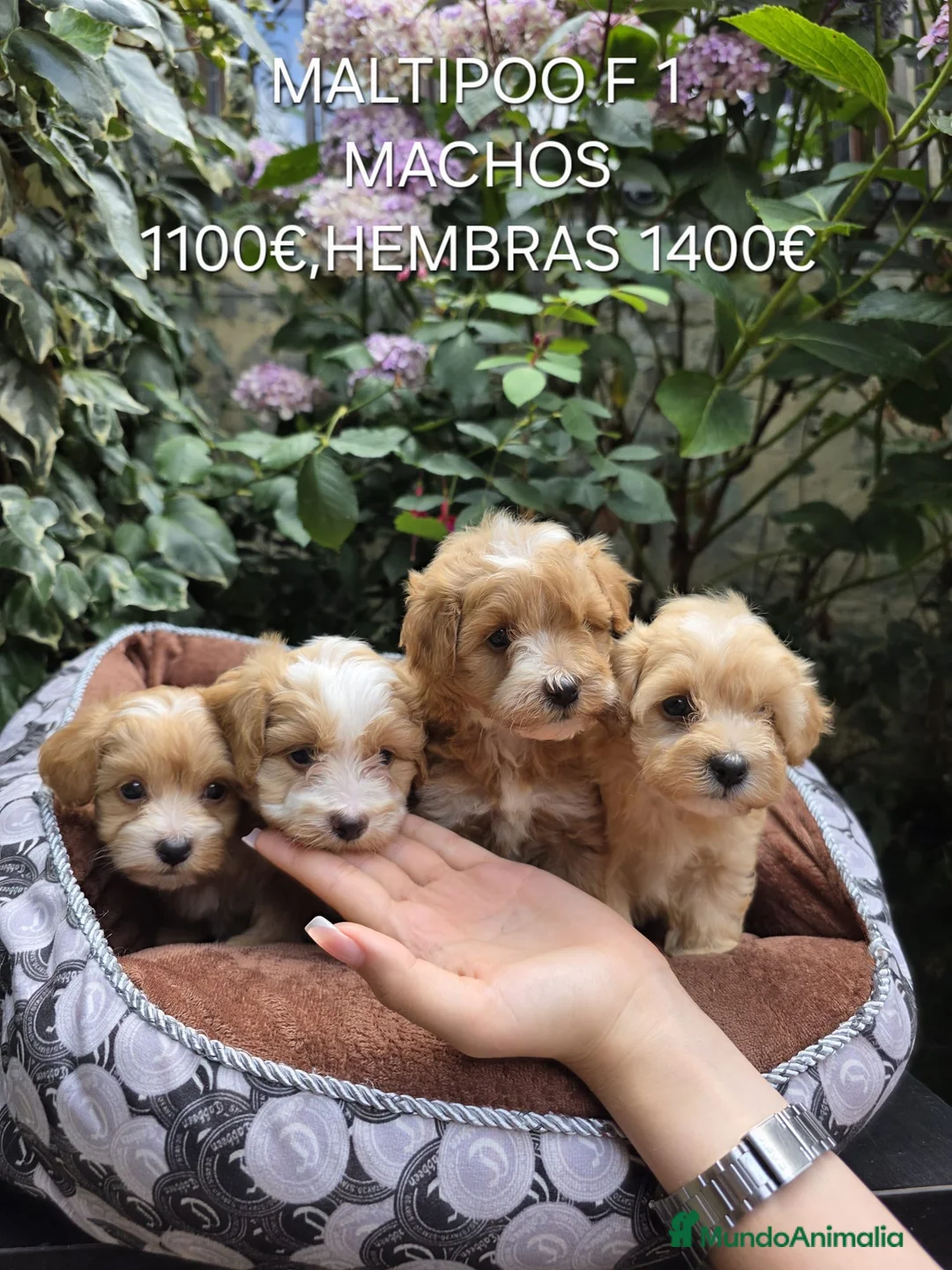 Maltipoo perros en venta: Espectáculos cachorros Maltipoo en Lugo - Anuncio 1
