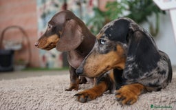 Teckel Miniatura perros en venta: 🐾 Gregorio y Bongo – Teckel especiales 🐾 - Imagen 3