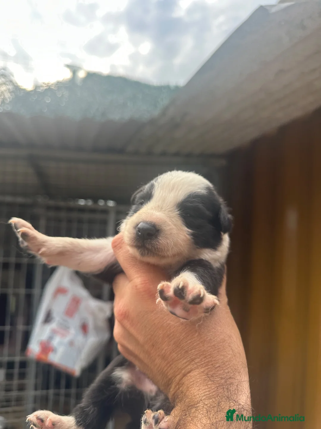 Border Collie perros en venta: Cachorros Border colie  - Anuncio 13