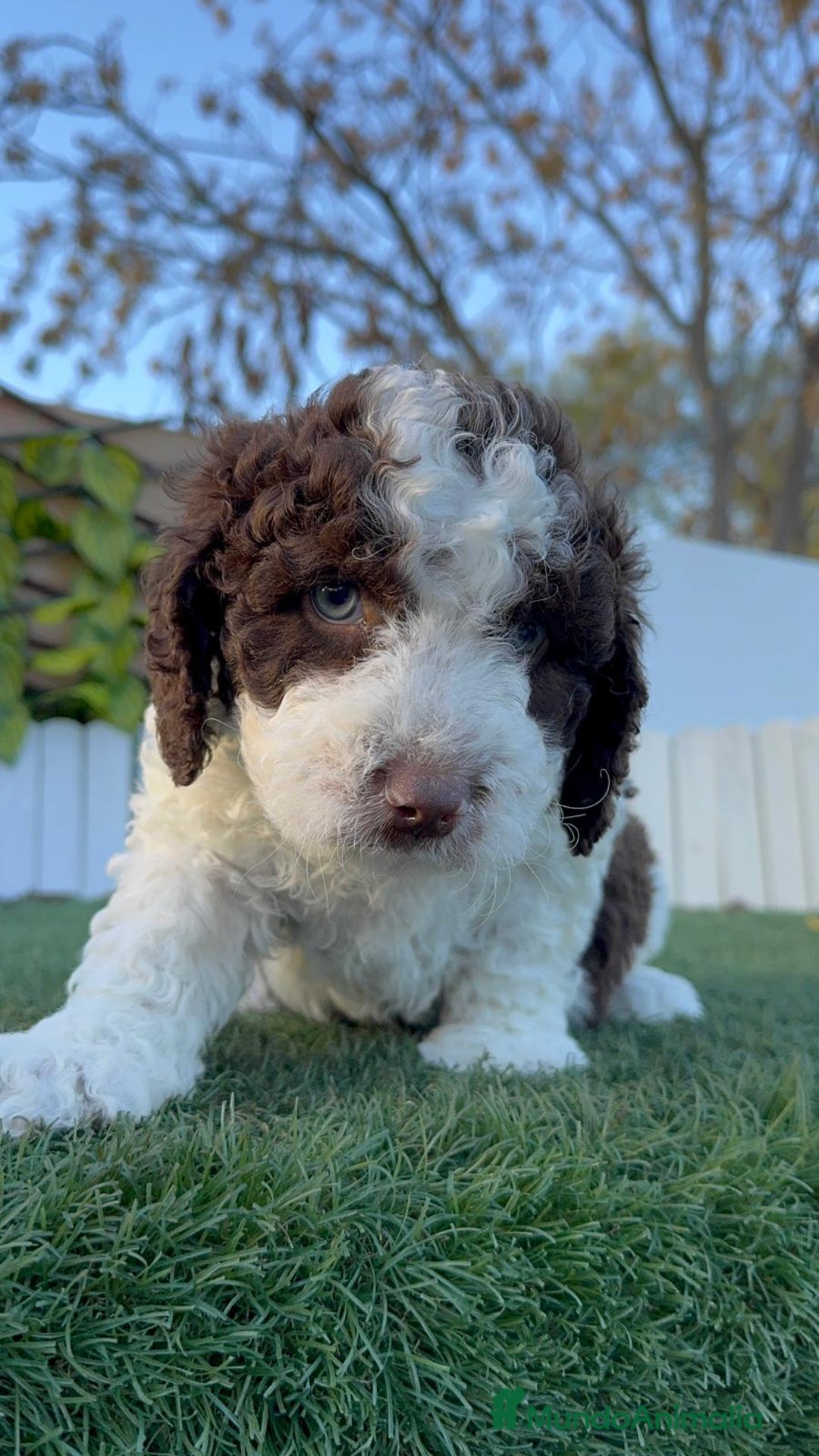 Perro de Agua Español perros en venta: PERRO DE AGUA ESPAÑOL - Anuncio 15