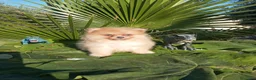 Pomerania perros en venta: Pomeranias Toy - Anuncio 9