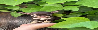 Chihuahua 4