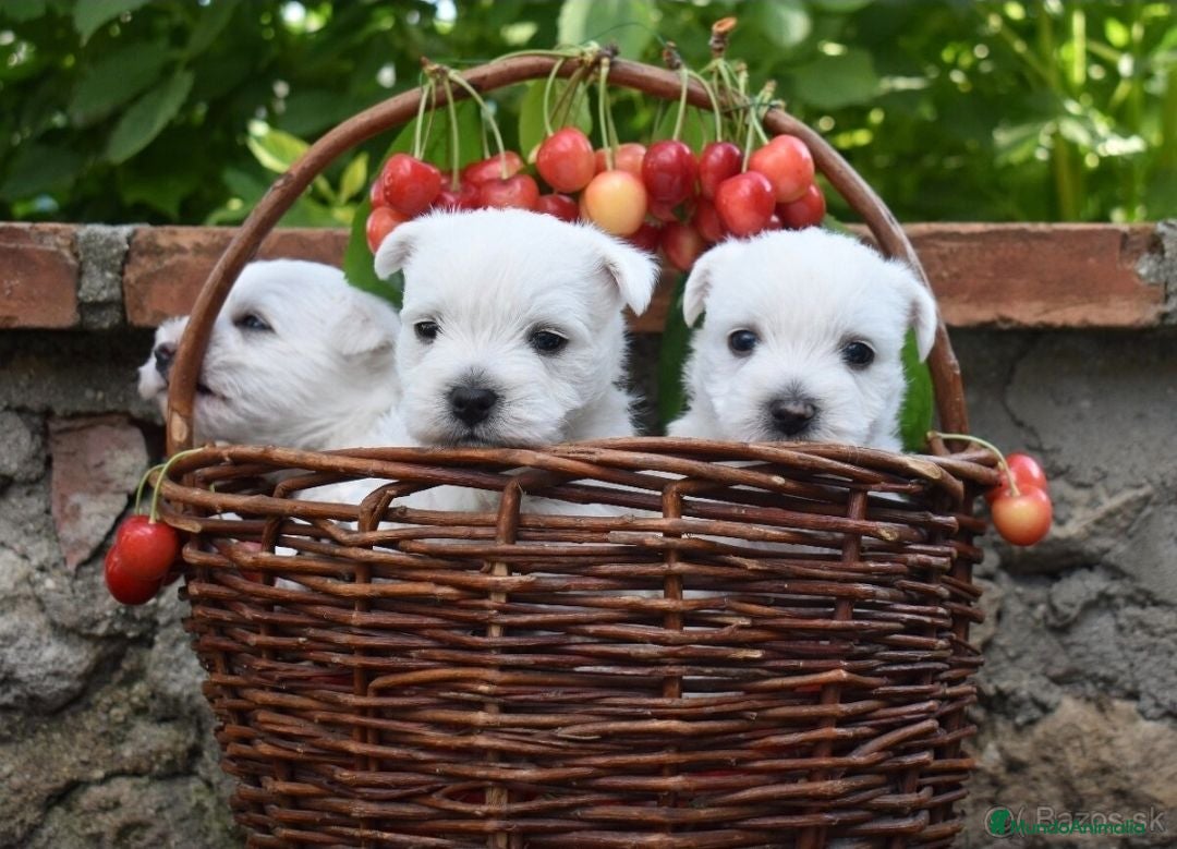 West Highland White Terrier perros West highland terrier - Anuncio 1