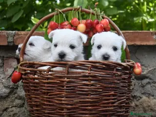 West Highland White Terrier perros West highland terrier - Anuncio 1