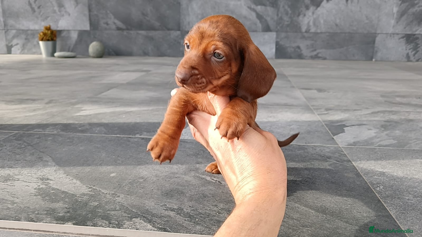 Teckel Miniatura perros Teckel mini - Anuncio 2