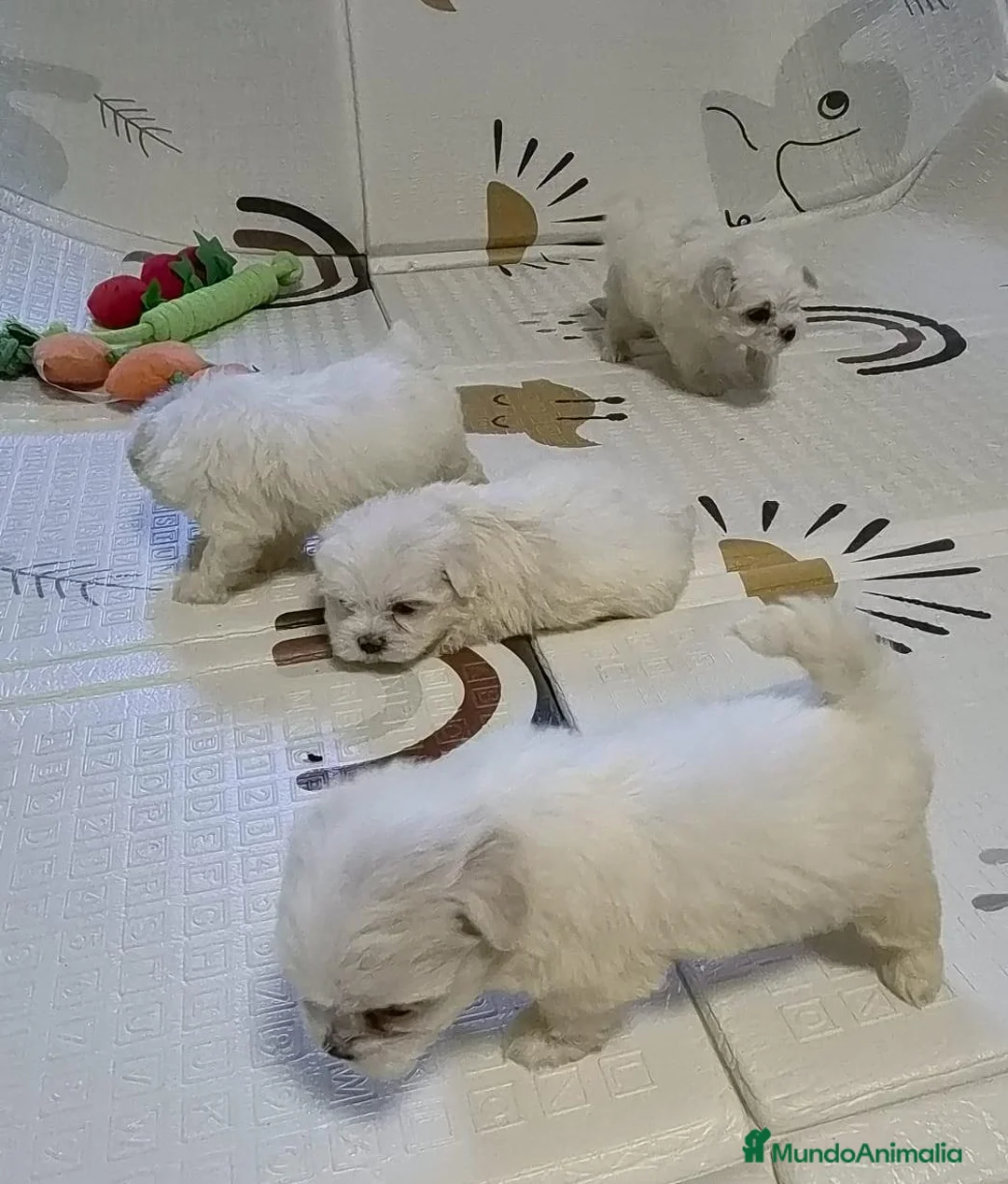 Bichón Maltés perros en venta: Bichón maltés  - Anuncio 1