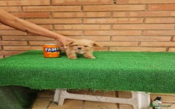 Maltipoo perros en venta: Maltipoo - Imagen 1
