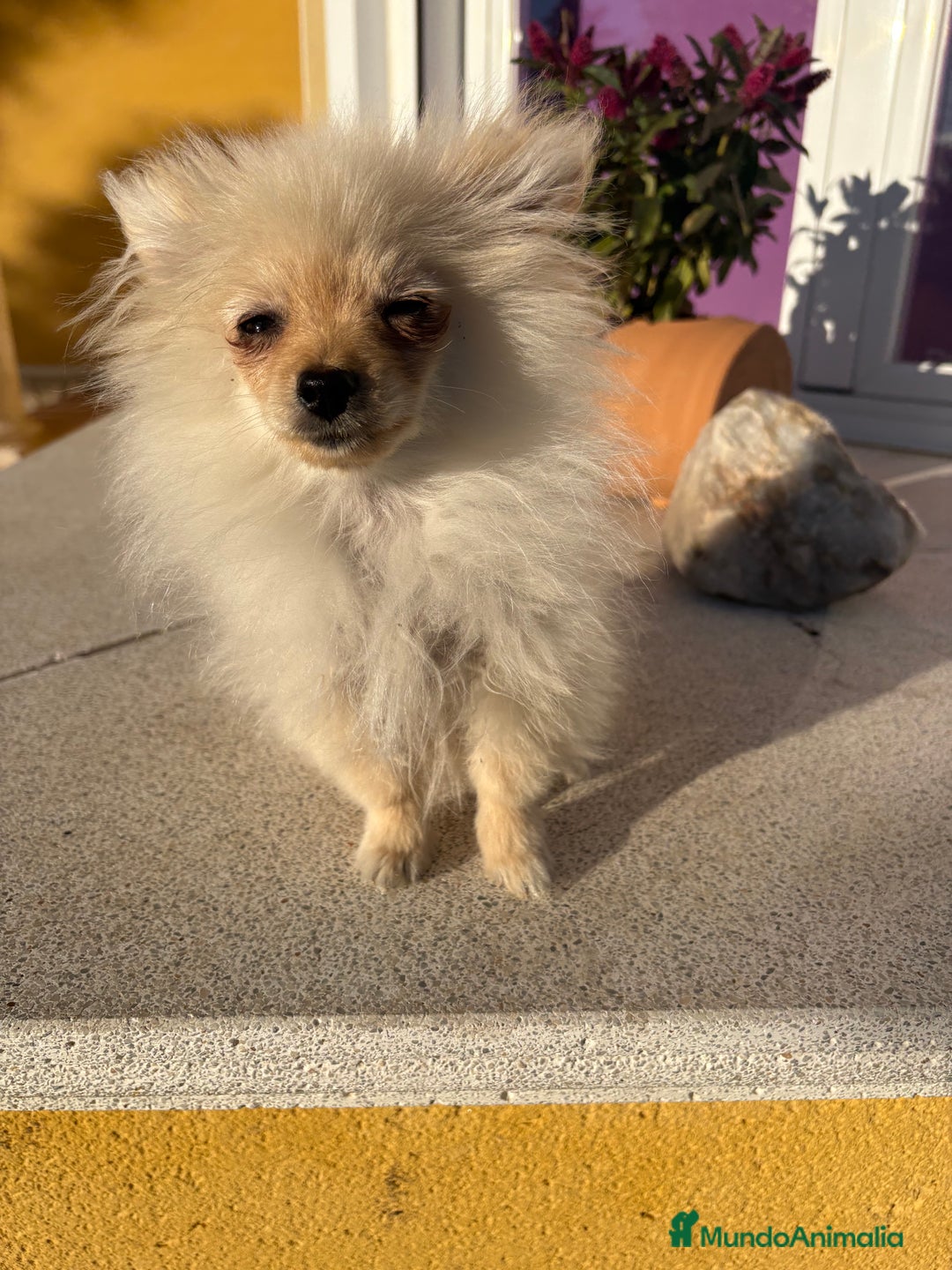 Pomerania perros en venta: Lulu Pomerania Micro Toy  - Anuncio 11
