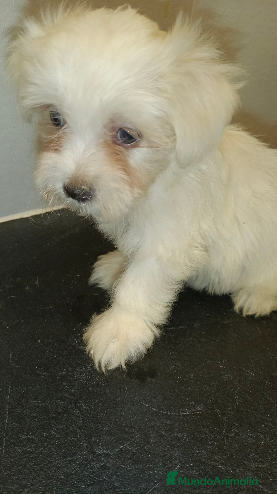 Bichón Maltés perros en venta: Bicho maltes macho  - Imagen 5