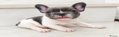 Bulldog Francés 1