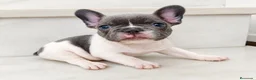 Bulldog Francés perros en venta: Bulldog francés  - Anuncio 3