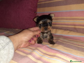 Yorkshire Terrier perros en Badajoz - Anuncio 9