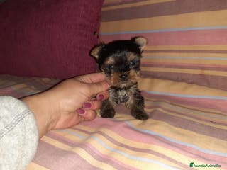 Yorkshire Terrier perros Yorkshire miniatura en Badajoz - Anuncio 6