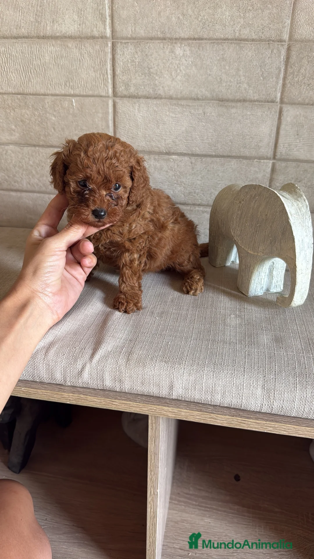 Caniche Toy perros en venta: Caniche Toy  - Anuncio 1
