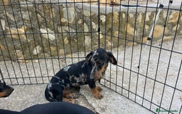 Teckel Miniatura perros en venta: Camada de Teckel miniatura  - Imagen 1