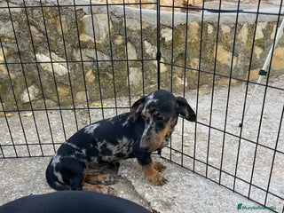 Teckel Miniatura perros - Anuncio 1