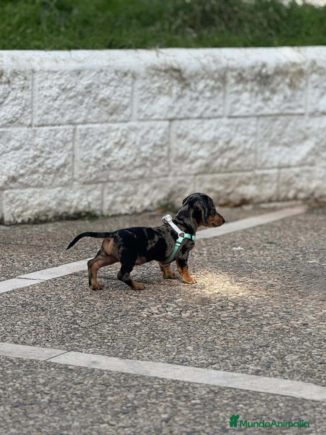 Teckel Miniatura perros en venta: teckel kaninchen  - Anuncio 3