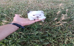 Chihuahua perros en venta: 🐶✨ Cachorros Chihuahua de Línea Exclusiva ✨🐶 - Imagen 19