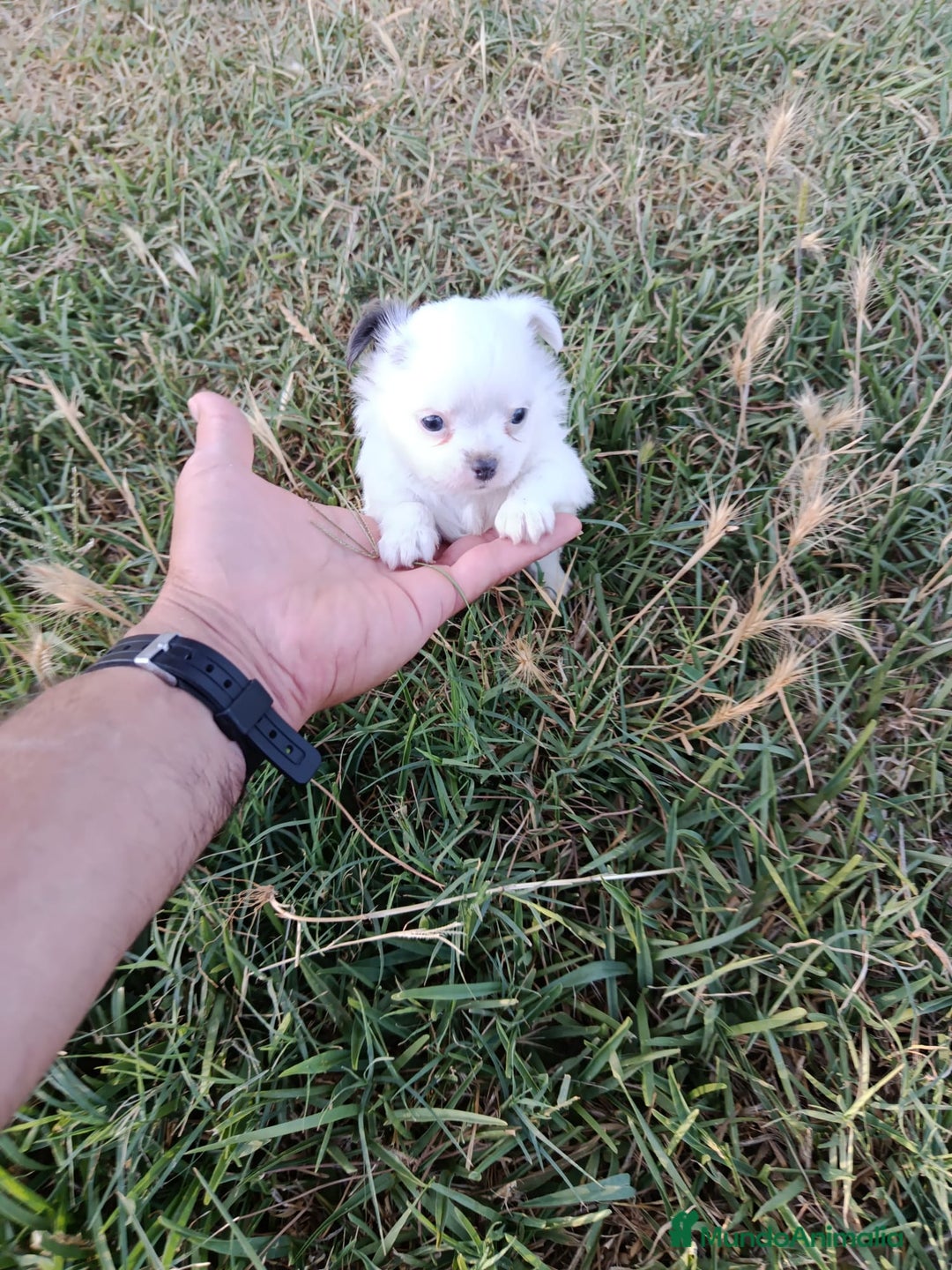 Chihuahua perros en venta: 🐶✨ Cachorros Chihuahua de Línea Exclusiva ✨🐶 - Imagen 19