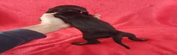Teckel Miniatura perros en venta: Teckel Mini  - Anuncio 3