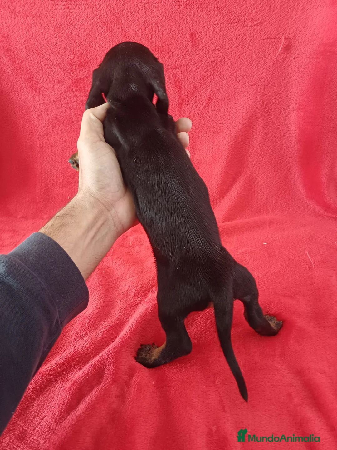 Teckel Miniatura perros en venta: Teckel Mini  - Anuncio 3