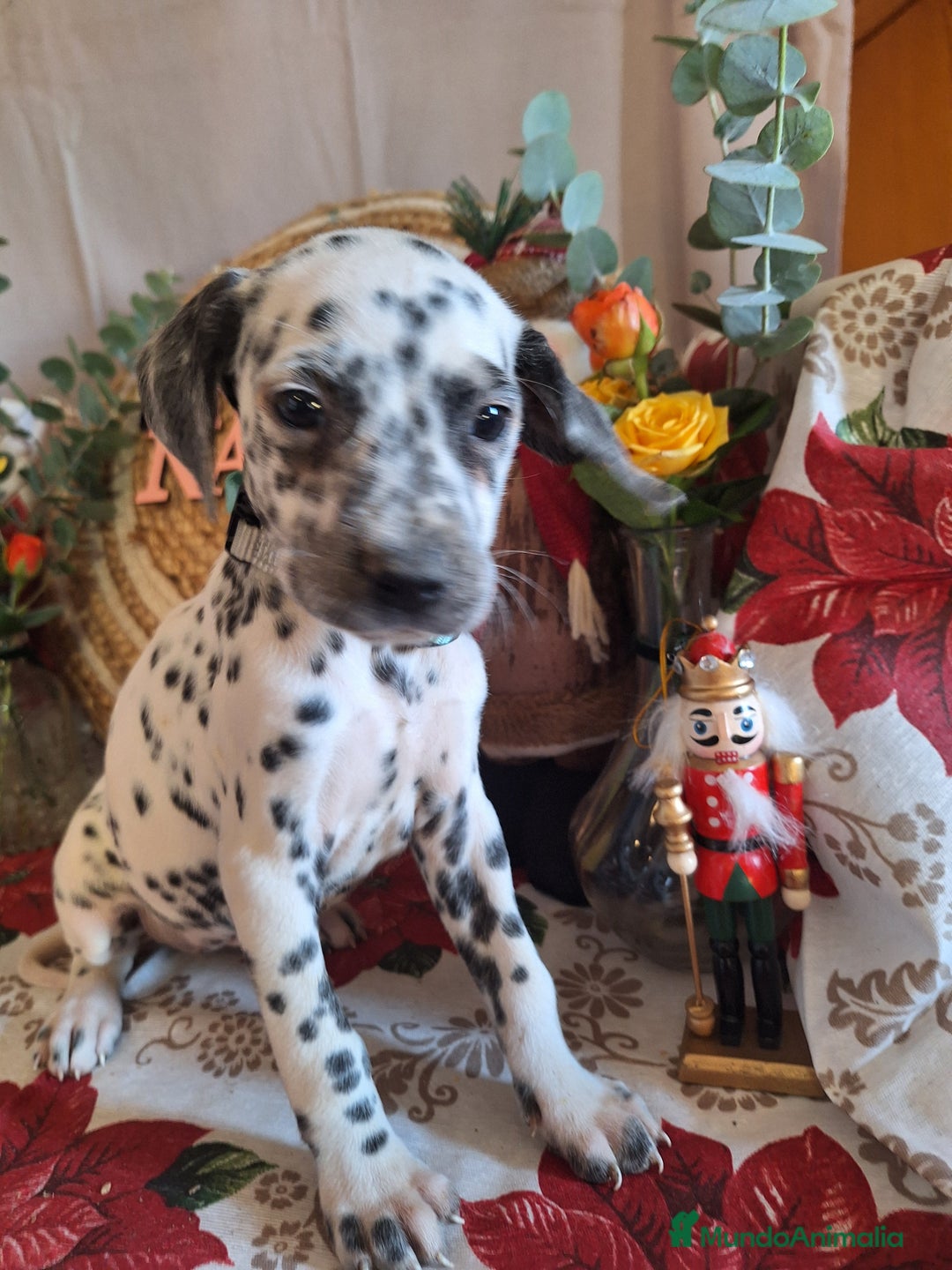 Dálmata perros en venta: DALMATA  - Anuncio 11