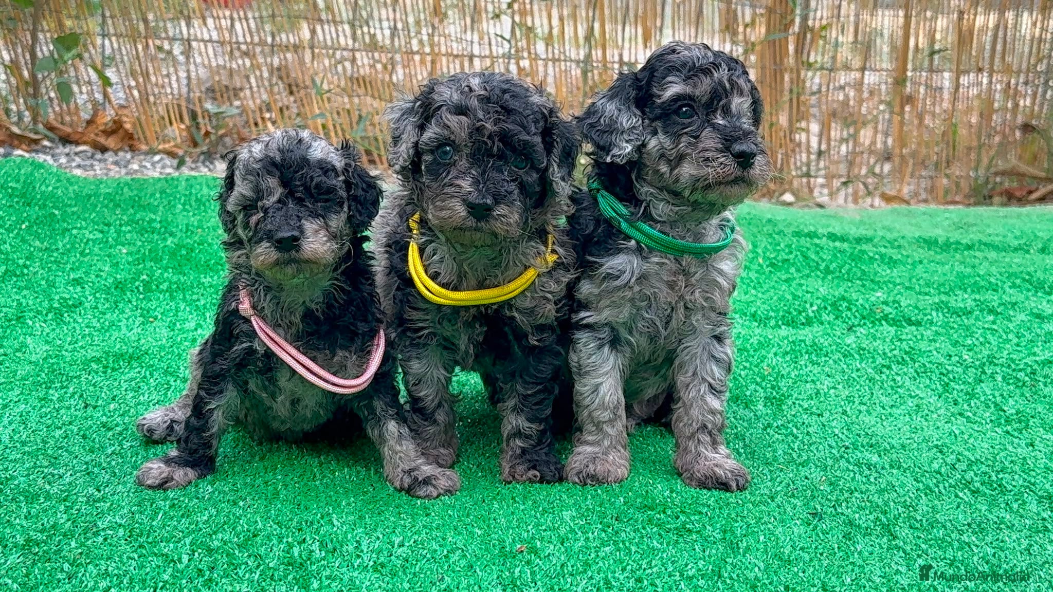 Caniche Toy perros Caniches - Anuncio 3