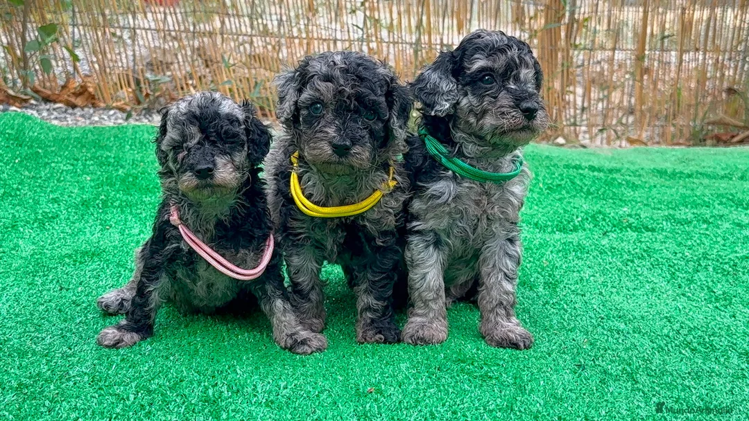 Caniche Toy perros en venta: Caniches - Anuncio 1
