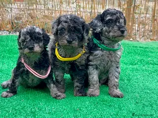 Caniche Toy perros Caniches - Anuncio 1