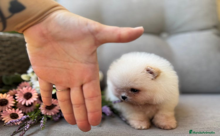 Pomerania perros - Propaganda 5