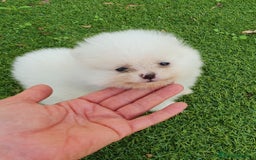 Pomerania perros en venta: Pomerania Blanco Nuclear MUY EXCLUSIVO - Imagen 6