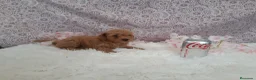 Caniche Toy perros en venta: PRECIOSOS CANICHE  ROJO LINEA TOY  - Anuncio 6