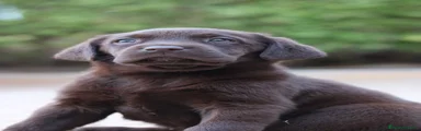 Labrador Retriever 6