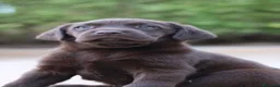 Labrador Retriever perros en venta: Preciosos cachorros de Labrador Retriever chocolat - Anuncio 17