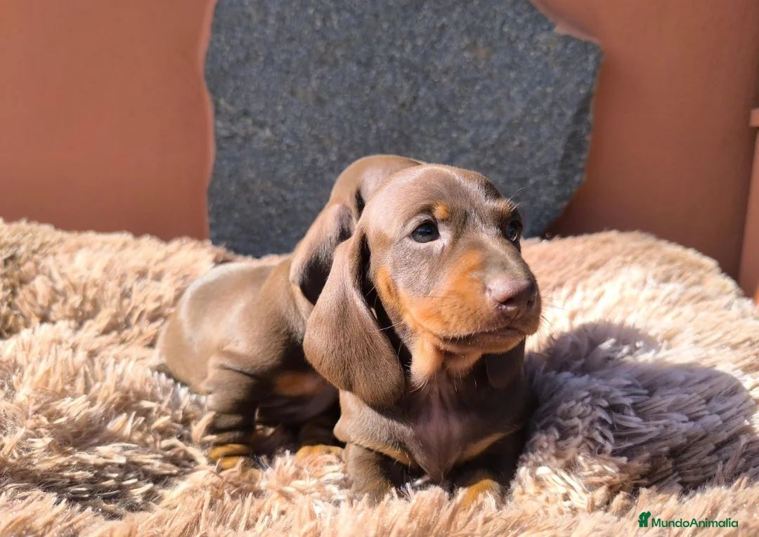 Teckel Miniatura perros en venta: TECKEL MINIATURA EN CANARIAS  - Anuncio 2