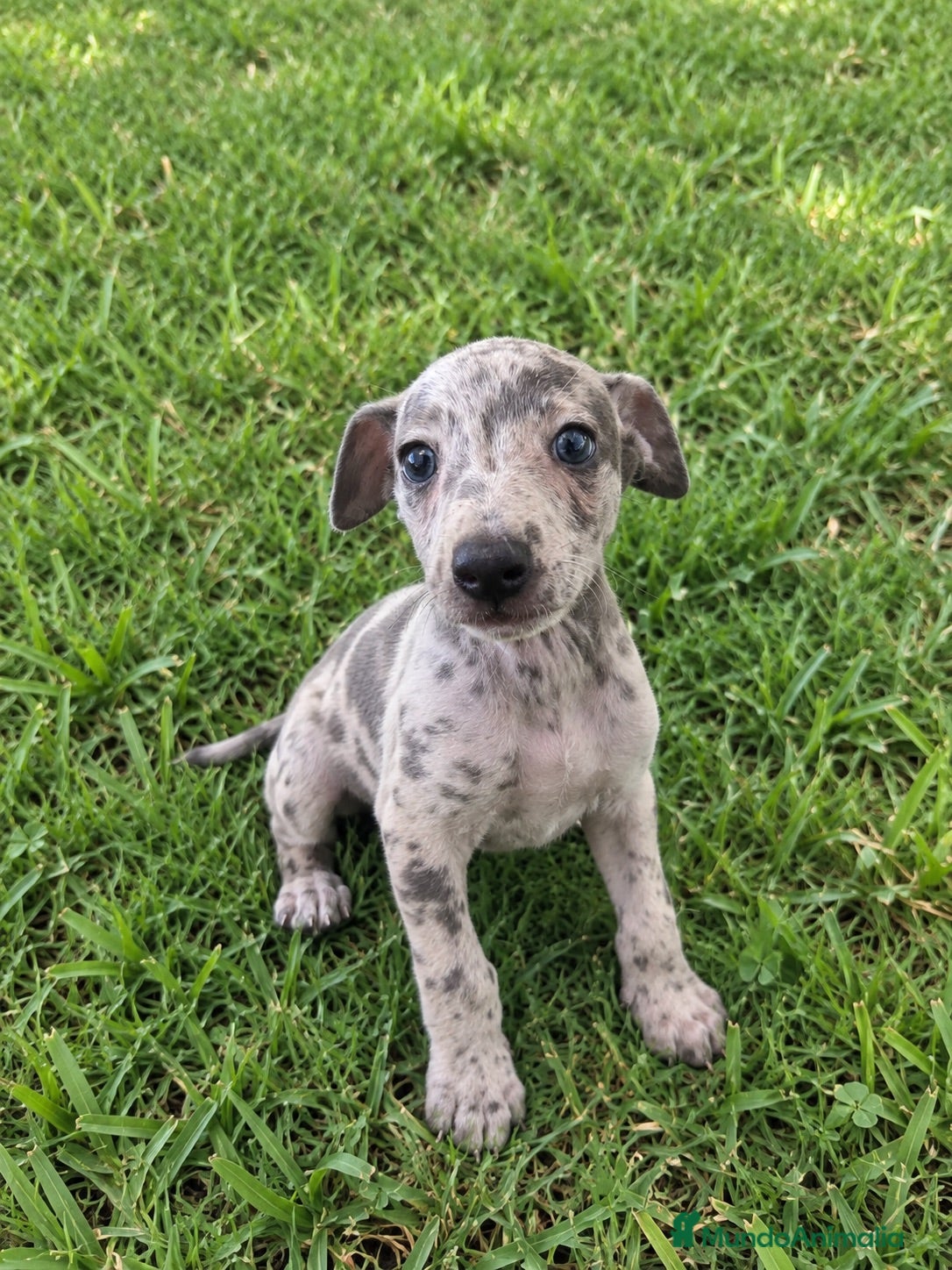 Pequeño Lebrel Italiano perros CACHORROS DE PICCOLO LEBREL ITALIANO  - Anuncio 2