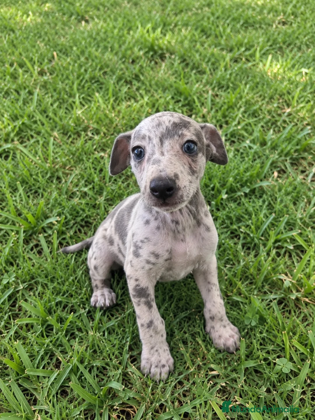 Pequeño Lebrel Italiano perros en venta: CACHORROS DE PICCOLO LEBREL ITALIANO  - Anuncio 2
