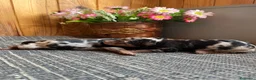 Pinscher Miniatura perros en venta: Pinscher Miniatura Merle Azul Cachorros - Anuncio 2