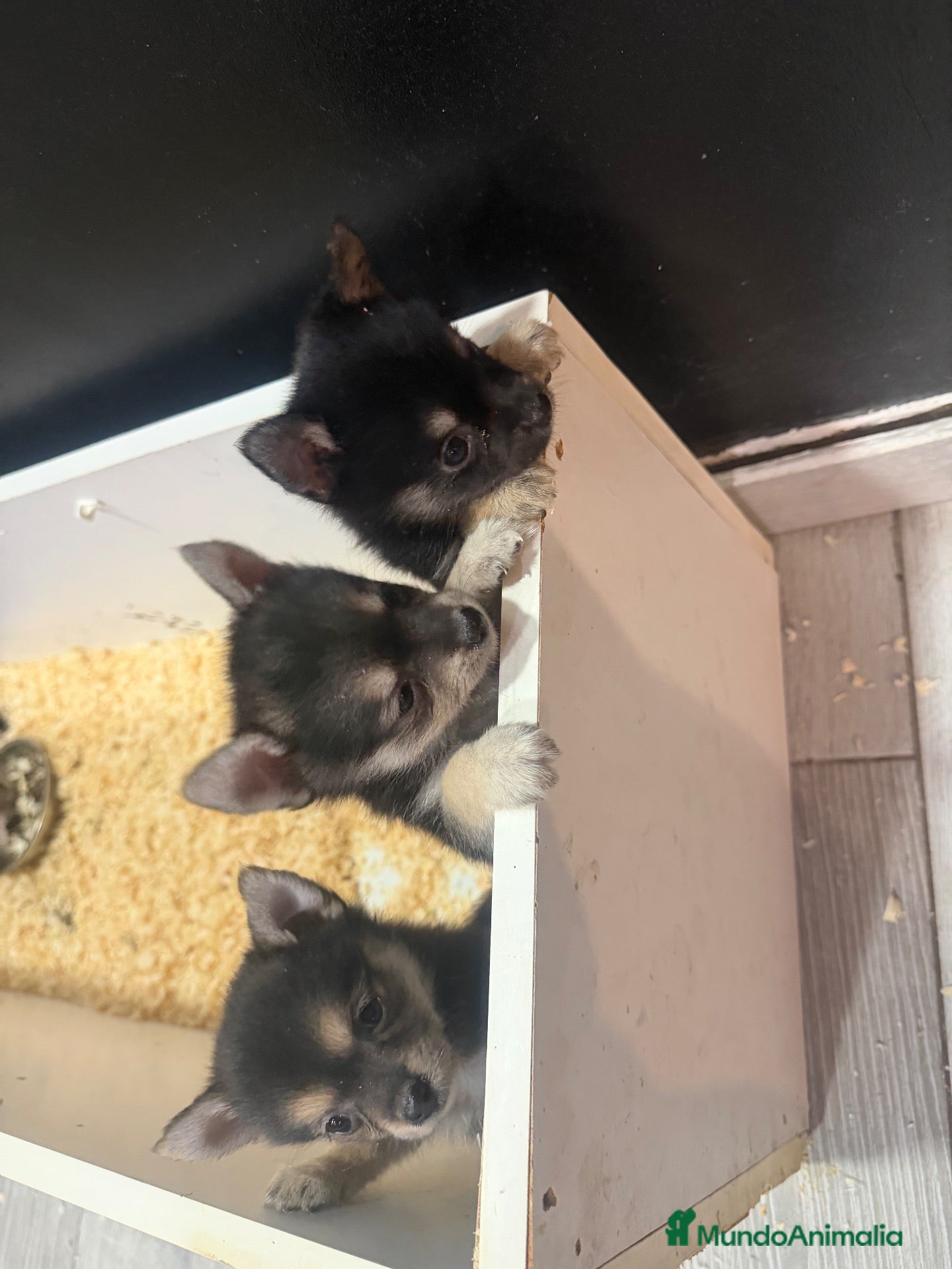 Chihuahua perros Chihuhua  - Anuncio 27