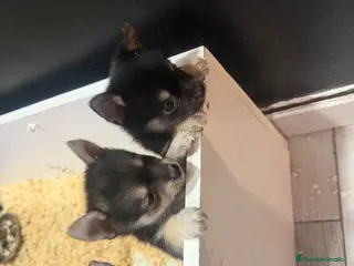 Chihuahua perros Chihuhua - Anuncio 2