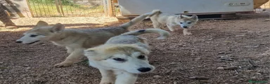 Alaskan Malamute Cachorro 3